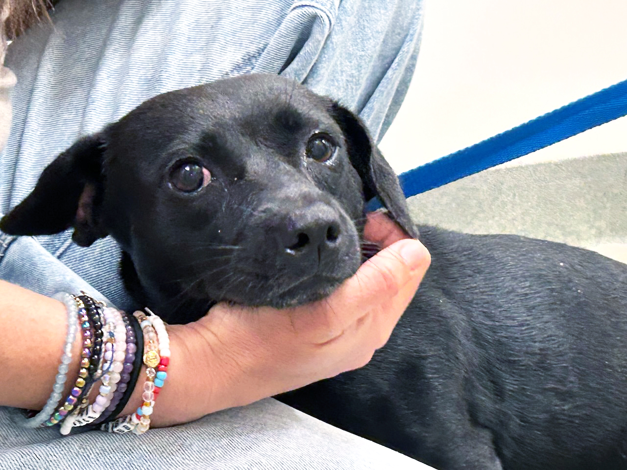 A person cradles a black dog between their arm and leg.